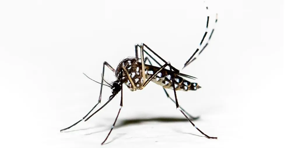 Malaria